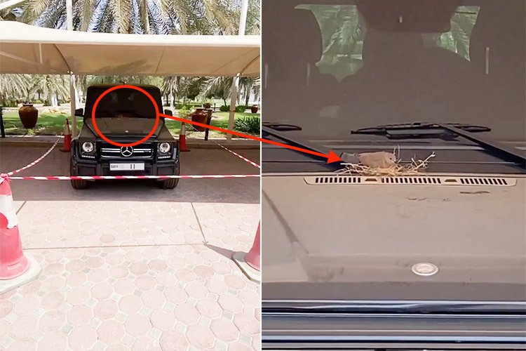 Dubai Prince Cordons Off Mercedes-AMG G 63 to Protect Pigeon Nesting on Hood
